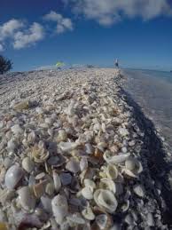 And Shells Picture Of Blind Pass Beach Sanibel Island