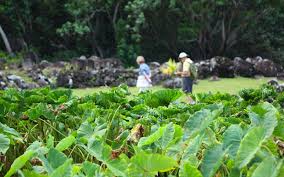 kauai s enchanting botanical gardens