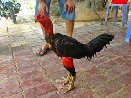 Mengenal ayam saigon ayam petarung asli datang dari negara. Pin En Ayam Aduan Sabung Ayam Laga Ayam