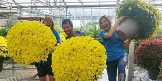 Grow Mums For Fall Color Plant Perfect