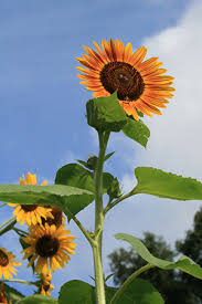Sunflowers University Of Florida