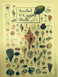 Shell Identification Chart On The Wall Picture Of Shell
