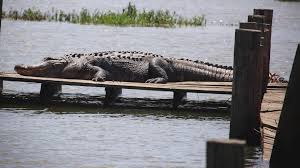 Alligators spotted at Lake Worth over Memorial Day Weekend | wfaa.com