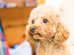 are toy poodles good family dogs uk pets