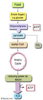 It requires atmospheric oxygen and all higher organisms respire. A Beginner S Guide To Aerobic Cellular Respiration And Its Stages Biology Wise