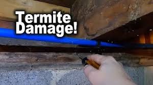 termite damage in my floor joists and