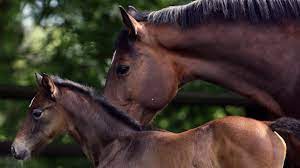 Horse Breeds & Breeding - A brief ...