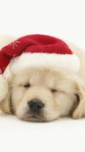 Merry Christmas Dog Wallpapers - Top ...