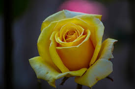 yellow rose free stock photos