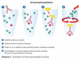 immunoprecipitation protocol leinco