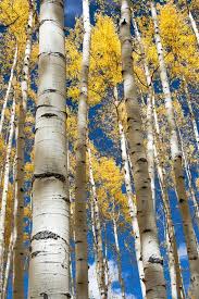 Aspen Trees Fall Photo Colorado Aspen