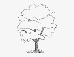 Georgia state symbols coloring page. Coloring Page Of A Oak Tree Png Free Coloring Page Of A Oak Tree Png Transparent Images 20491 Pngio