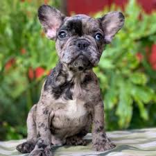 Bouledogue or bouledogue français) is a breed of domestic dog, bred to be companion dogs. Merle Male 4 Over The Top French Bulldogs