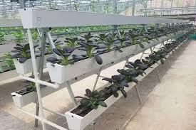 hydroponic gardening for beginners a