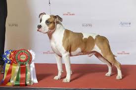 Devoted & courageous but what makes this breed a challenge for owners? American Staffordshire Terrier Fun Facts And Crate Size Pet Crates Direct