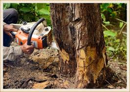 Will the city remove my tree? Tree Removal Vancouver Wa Ak Timber Services Llc