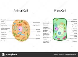 Education Chart Of Biology For Animal And Plant Cell Diagram