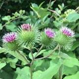 Does burdock have any poisonous look alikes?