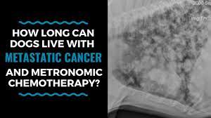 Most primary lung tumors are diagnosed at an average age of 10 to 12 years in dogs. How Long Can Dogs Live With Metastatic Cancer And Metronomic Chemotherapy Vlog 105 Youtube