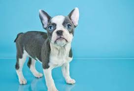 This coloring is considered rare and highly valued. The Blue French Bulldog Beautiful Rarity Or Undesirable Abnormality