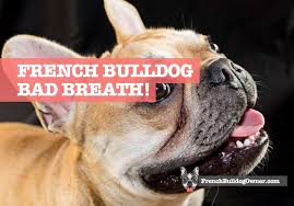 french bulldog have bad breath
