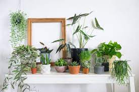 Indoor Garden Ideas Tips And Top 10