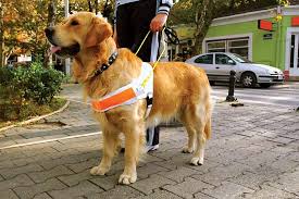 Essay on guide dogs Earth com