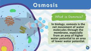 osmosis definition and exles