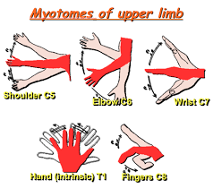 Myotome Upper Limb Spinal Nerve Anatomy Shoulder