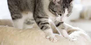 why do cats knead 5 possible reasons