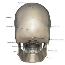 The foramen magnum, housing the brainstem, is also a part of the occipital bone. Posterior View Of Human Skull Anatomy Photograph By Alayna Guza