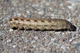 Dull Brown Caterpillar Spodoptera Ornithogalli Bugguide Net