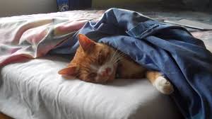 Image result for cats sleeping on a mattress