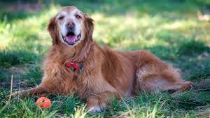Search our extensive list of dogs, cats and other pets available near you. Pet Euthanasia Veterinarians On When It S Time Cost And More