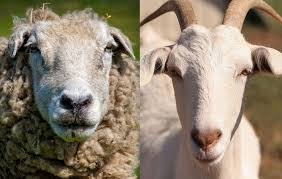 Sheep And Goat Parasite Control North Carolina Cooperative