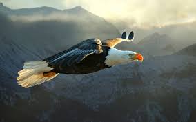 eagle wallpapers 68 images