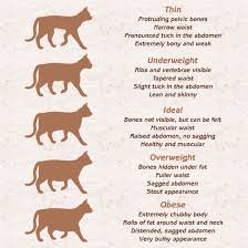 What Should Be The Ideal Weight Of Your Pet Cat
