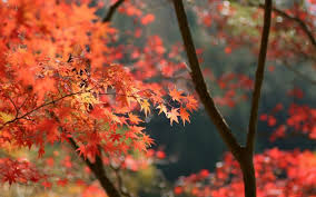 japan autumn leaves wallpapers hd