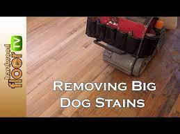 big dog pet stains in hardwood floors