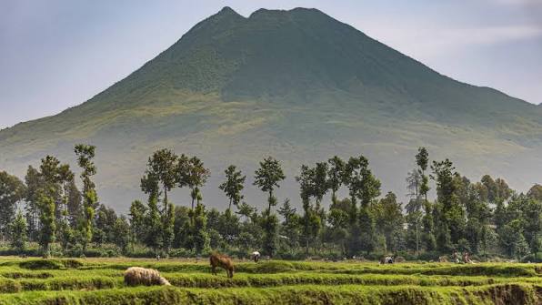 3-Day Gorilla Trekking from Kigali – Complete Safari Itinerary