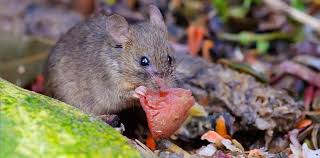 Das mäuse vertreiben im garten, z. Wie Werde Ich Mause Los Mauseabwehr In Haus Garten Herold At