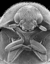 carpet beetle sem stock image c037