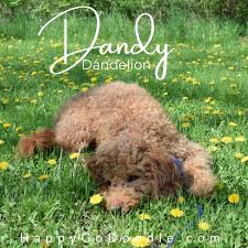 101 best flower names for dogs with