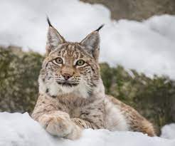 山猫 飼える