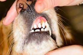The Four Stages Of Pet Dental Disease Lone Tree Veterinary