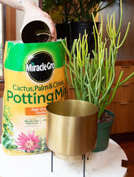 What the soil mix contains is what determines if the cactus will grow healthy or not. Pin On Plants