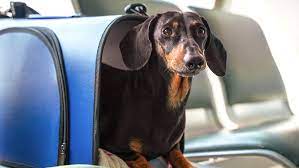 Flying With A Dog - Dog Travel Tips | Purina
