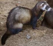 Is there a difference between polecat and skunk?