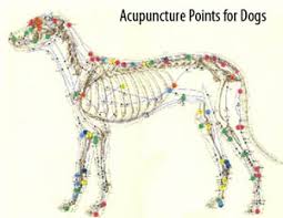 An Introduction To Veterinary Acupuncture Lien Animal Clinic