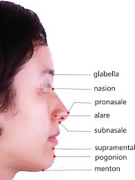 esthetic features of lips and nose